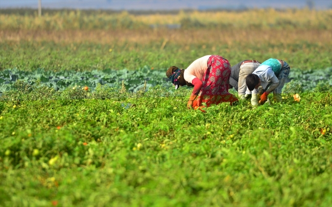 Çanakkale domatesinin en lezzetli dönemi